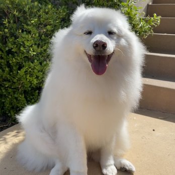 The Gentle Spaw - Fuji - Pet Groomers Near Me