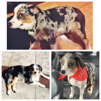 PetSmart - Summer shave since it's always hot in San Diego...Before (bottom left) After (top middle and bottom right). - Pet Groomers Near Me - San Diego, California PetSmart - Summer shave since it's always hot in San Diego...Before (bottom left) After (top middle and bottom right). - Pet Groomers Near Me - San Diego, California