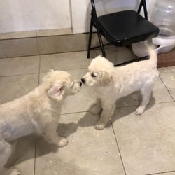 Golden Opportunities for Independence - Puppy playtime
