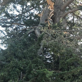 Coastside Tree Service - Amateurs need not apply. Professionals only! - Tree Services Near Me