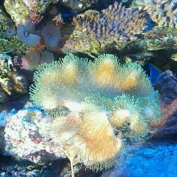 Carson Tropical - Local Fish Stores Near Me - Hawaiian Gardens, California