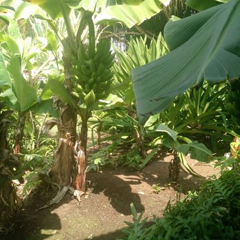 Huliheʻe Palace - Green bannas - Museums Near Me - Kailua-Kona, Hawaii Huliheʻe Palace - Green bannas - Museums Near Me - Kailua-Kona, Hawaii