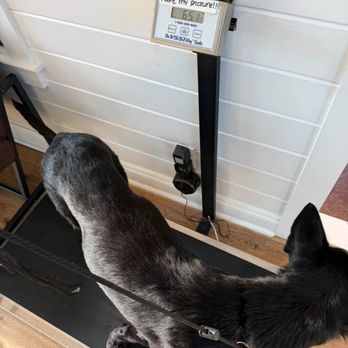 Von Richardson Elite German Shepherds - Pet Breeders Near Me