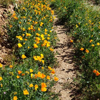 Indian Canyon - Poppy-lined trail - Hiking Near Me - Acton, California