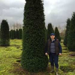 Paramount Plants & Gardens - Our massive yew trees for instant hedging