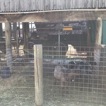 Hawthorne Country Store - Goats - Pet Stores Near Me - Escondido, California Hawthorne Country Store - Goats - Pet Stores Near Me - Escondido, California