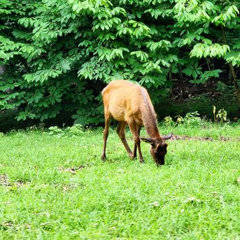 Lone Elk Park - Parks Near Me - Valley Park, Missouri Lone Elk Park - Parks Near Me - Valley Park, Missouri