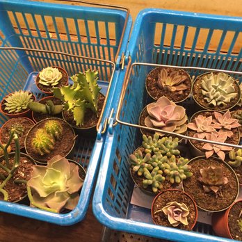 Florida Cactus - I had to get two baskets - Nurseries & Gardening Near Me - Apopka, Florida Florida Cactus - I had to get two baskets - Nurseries & Gardening Near Me - Apopka, Florida