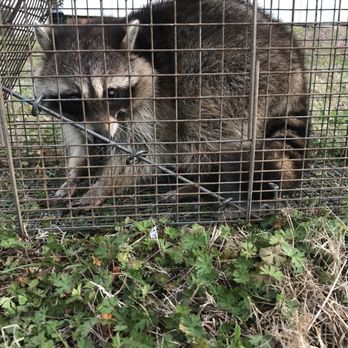 Dog Gone Critters - Raccoon - Pest Control Near Me - Mustang, Oklahoma Dog Gone Critters - Raccoon - Pest Control Near Me - Mustang, Oklahoma