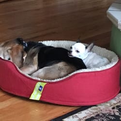 Spca of Tomkins County - Roxie has found a new home and a new friend! Annie is allowing her to share her bed!