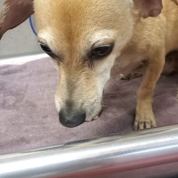 Urban Canine - Dog wash time - Pet Groomers Near Me - Chicago, Illinois Urban Canine - Dog wash time - Pet Groomers Near Me - Chicago, Illinois