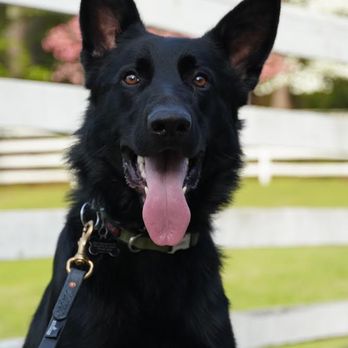 Your Pet’s Bestie - Kane The Great! - Pet Sitting Near Me Your Pet’s Bestie - Kane The Great! - Pet Sitting Near Me