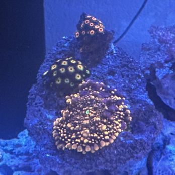 Trident’s Cove - Corals - Aquarium Services Near Me
