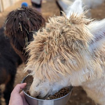 Maui Alpaca - Feed Maui Alpacas - Attraction Farms Near Me - Makawao, Hawaii Maui Alpaca - Feed Maui Alpacas - Attraction Farms Near Me - Makawao, Hawaii