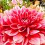 Photo of City Hall Farmers Market
