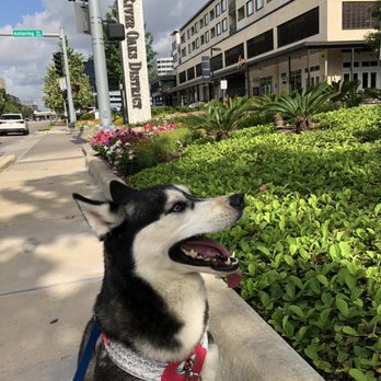 Pet Concierge - Pet Concierge taking our dog on her 1/3 daily walks while we were out of town! - Pet Training Near Me - Houston, Texas Pet Concierge - Pet Concierge taking our dog on her 1/3 daily walks while we were out of town! - Pet Training Near Me - Houston, Texas