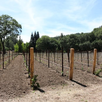 Saviez Vineyard Management - rows of trees planted in a field - Wineries Near Me - Calistoga, California Saviez Vineyard Management - rows of trees planted in a field - Wineries Near Me - Calistoga, California