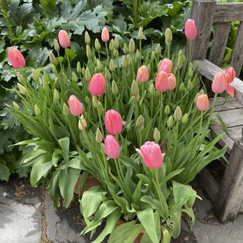 Filoli - Botanical Gardens Near Me - Woodside, California