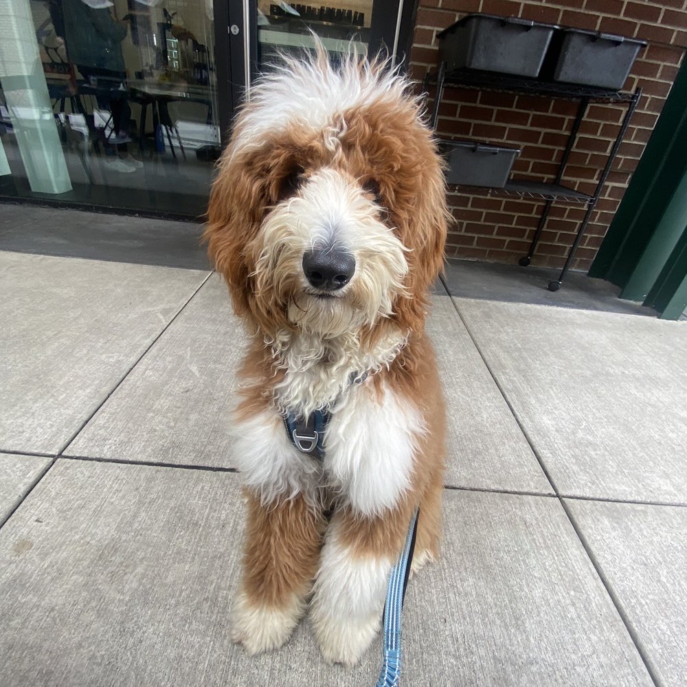 PetSmart - Before - Pet Training Near Me - Eugene, Oregon