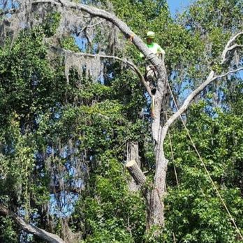 All About Trees - Tree Services Near Me All About Trees - Tree Services Near Me