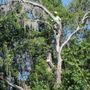 All About Trees