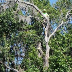 All About Trees