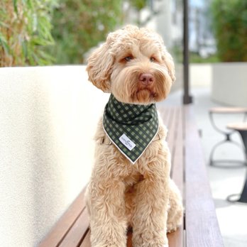 Healthy Spot - Pasadena - Pet Groomers Near Me - Pasadena, California