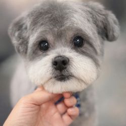 Fluffy Puppy Pet Grooming