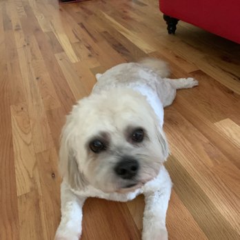 Shear n shine - Murphy after! - Pet Groomers Near Me - Asheville, North Carolina Shear n shine - Murphy after! - Pet Groomers Near Me - Asheville, North Carolina