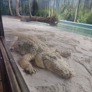 Gatorland - Zoos Near Me - Orlando, Florida Gatorland - Zoos Near Me - Orlando, Florida