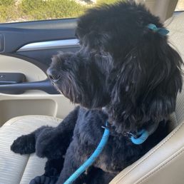 Maggie Maggie