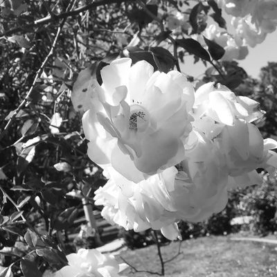 Rose Garden at Victory Park by null