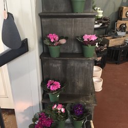 African violets :-)