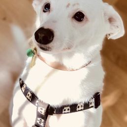 Boscoe