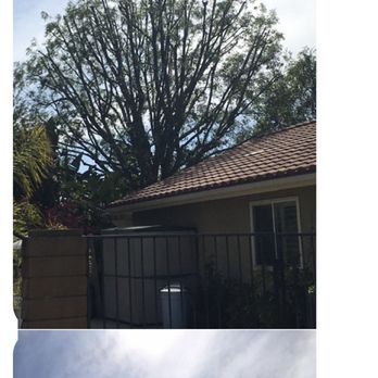 Ivory Coast Landscape & Tree Service - Ash tree thin out and reshaped - Tree Services Near Me - Thousand Oaks, California Ivory Coast Landscape & Tree Service - Ash tree thin out and reshaped - Tree Services Near Me - Thousand Oaks, California