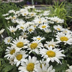 Wilmore Nursery Garden Center & Greenhouse