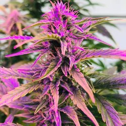 Gravity Dispensary - Beautiful