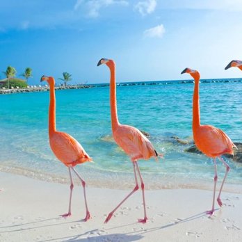 Molly's Caribbean - Aruba Flamingos - Vacation Rental Agents Near Me Molly's Caribbean - Aruba Flamingos - Vacation Rental Agents Near Me
