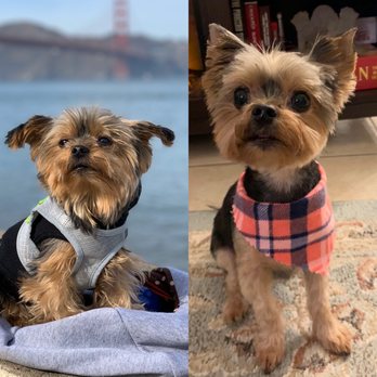 Bravado Dog Grooming - Before and after - Pet Groomers Near Me - Austin, Texas