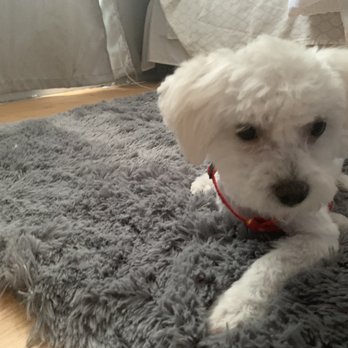 Calling All Paws - after! - Pet Groomers Near Me - Las Vegas, Nevada Calling All Paws - after! - Pet Groomers Near Me - Las Vegas, Nevada