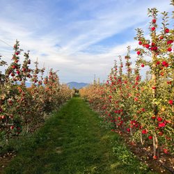 Kiyokawa Family Orchards - Kiyokawa Family Orchards