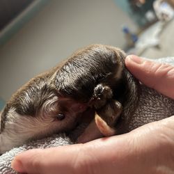 Rainbow Australian Shepherds - Another dead puppy missing his foot