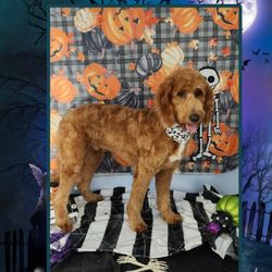 SoLo Paws Grooming and Training