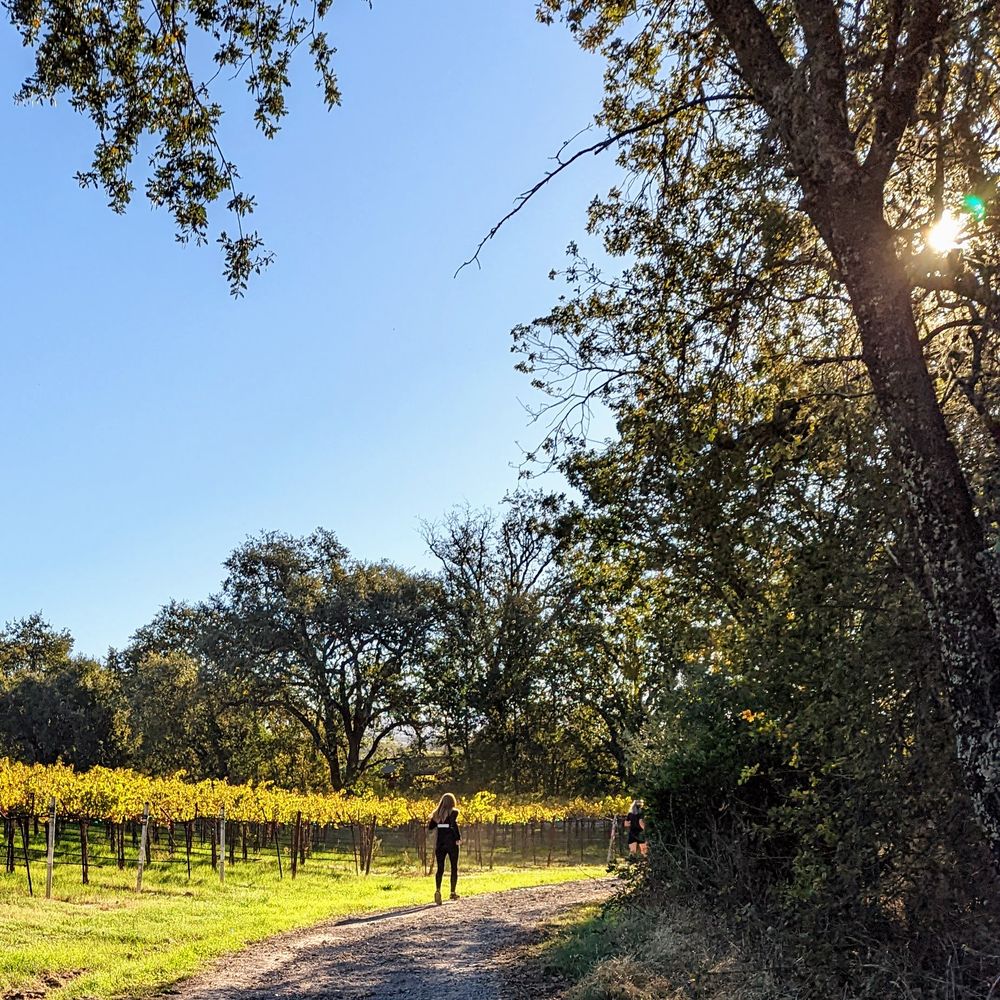 Cloverdale Kiwanis Vineyard Races - Runner ahead at about mile 4. - Races & Competitions Near Me Cloverdale Kiwanis Vineyard Races - Runner ahead at about mile 4. - Races & Competitions Near Me