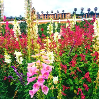 The Flower Fields - Lovely flowers - Venues & Event Spaces Near Me - Carlsbad, California