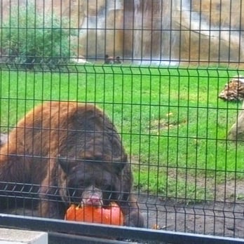 Orange County Zoo - pumpkin! - Zoos Near Me - Orange, California Orange County Zoo - pumpkin! - Zoos Near Me - Orange, California