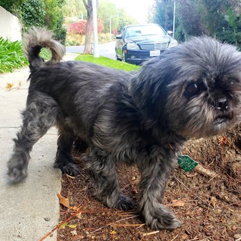Collar & Comb - Pet Groomers Near Me - Los Angeles, California