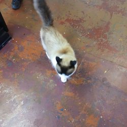 Lee Casbeer Fine Art - Kitty!