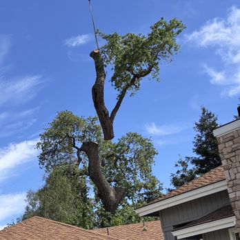 Julian Tree Care - Tree Services Near Me Julian Tree Care - Tree Services Near Me