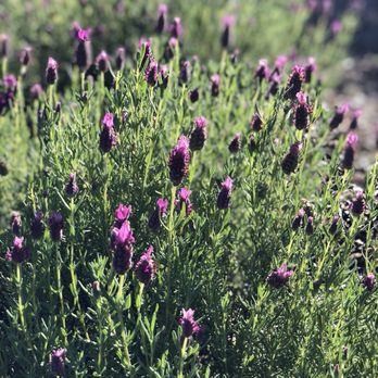 Ali'i Kula Lavender - Tours Near Me - Kula, Hawaii